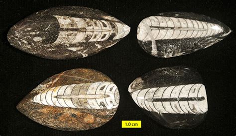 Wooster’s Fossils of the Week: Very common  .